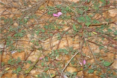 Tephrosia maxima